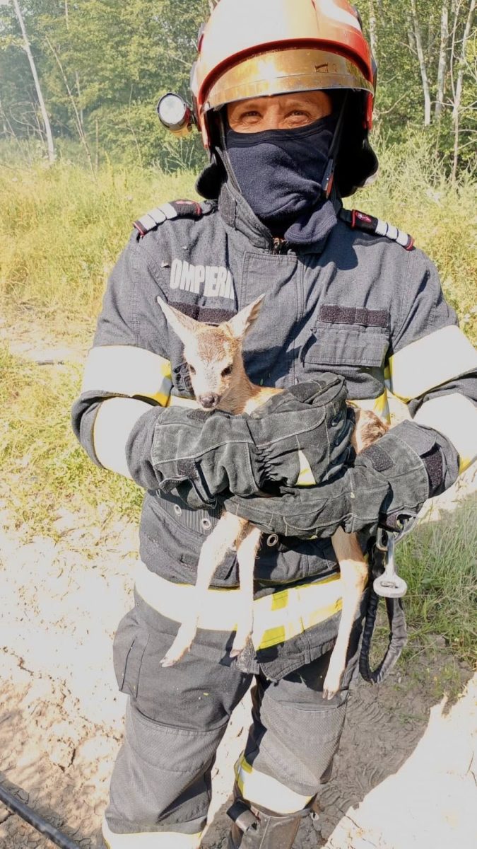 Pompierii argeşeni au salvat un pui de căprioară, trei căţei şi o pisică