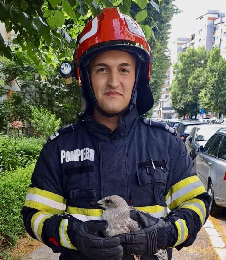 Pitești. Pompierii au salvat un pui de pescăruș