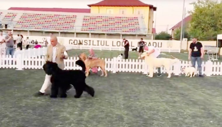 Competiţie canină la Bradu, cu peste 300 de exemplare înscrise