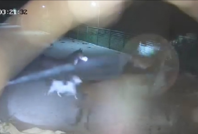 (Video) Atacuri ale urșilor asupra unui sanctuar de animale de lângă Curtea de Argeș. Autoritățile, pasive