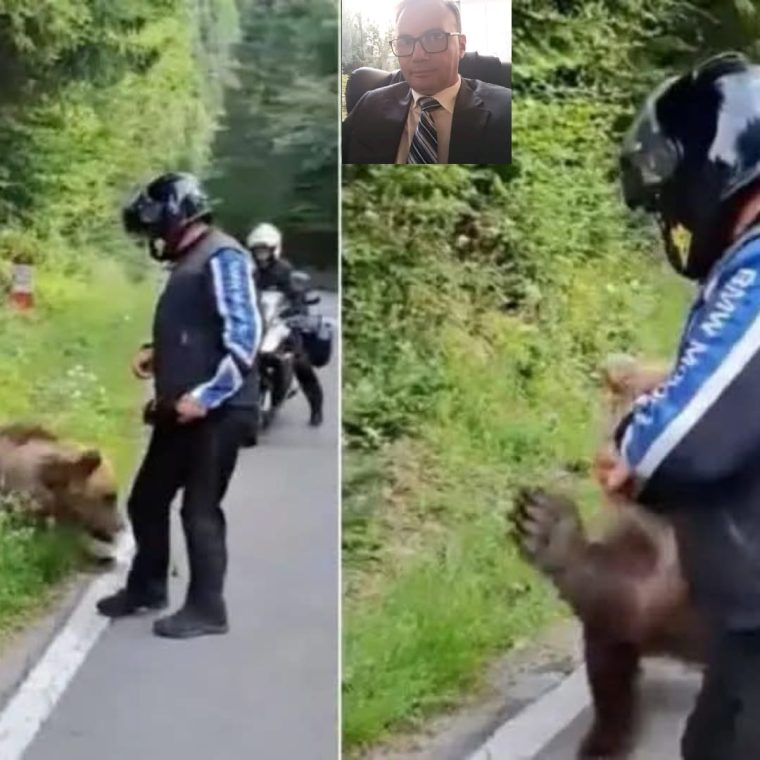 Update. Ursoaica nu era în habitatul ei natural, pe marginea Transfăgărășanului