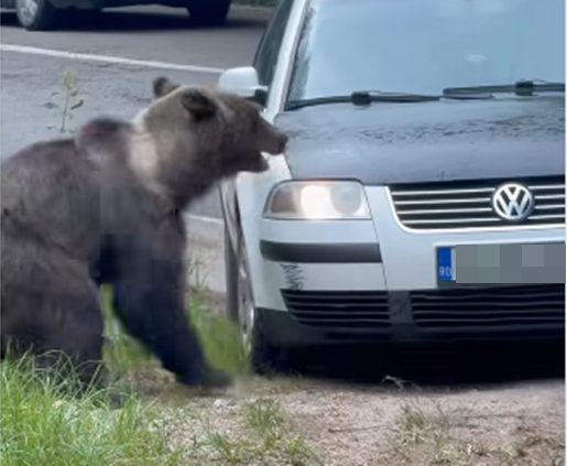A vrut să lovească ursul cu mașina, pe Transfăgărășan. Polițiștii fac verificări