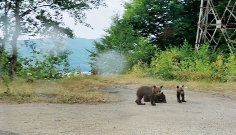 Încă o „nefăcută”! Direcţia Silvică Argeş, în văzul întregii ţări: A împuşcat ursoaica şi a abandonat puii în drum