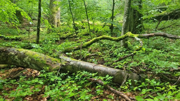 Raport de mediu dezastruos pentru România. Aproape jumătate din pădurile României în stare precară