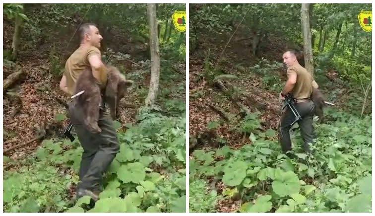 Primul pui de urs orfan din zona Transfăgăraşan a fost găsit şi este în siguranţă, anunță ministrul Mediului