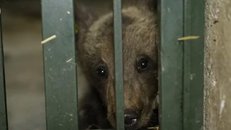 Luci, singurul pui găsit al ursoaicei împușcate pe Transfăgărășan a ajuns la sanctuarul de la Zărnești nemâncat, epuizat și îngrozit