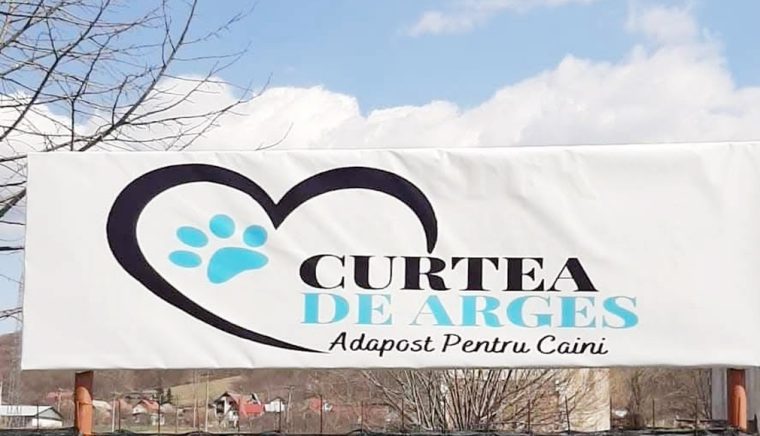 În Curtea de Argeş continuă sterilizarea gratuită a animalelor de companie