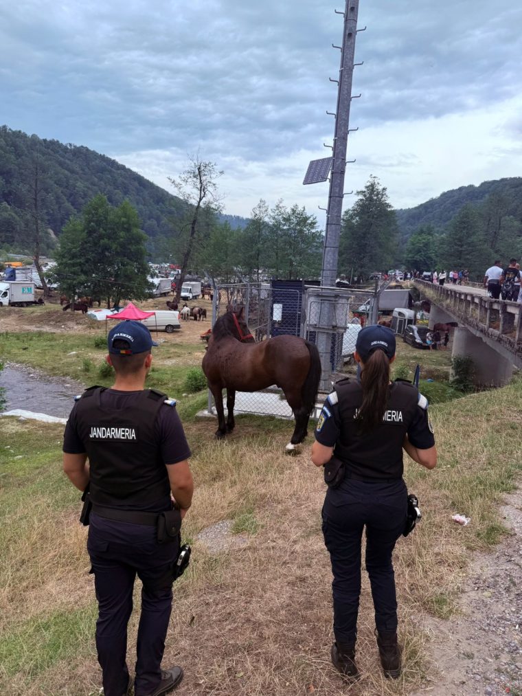 Jandarmii argeșeni au recuperat un cal furat de doi ani