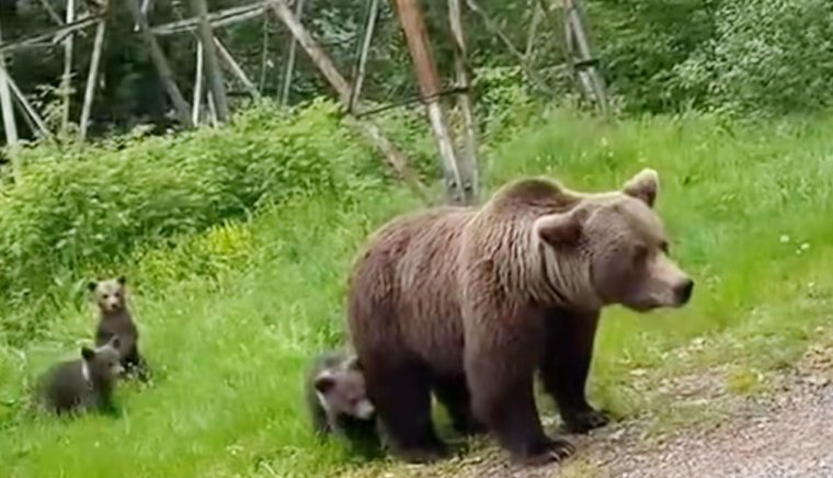 Monitorizarea faunei sălbatice prin satelit, reluată după trei ani de pauză