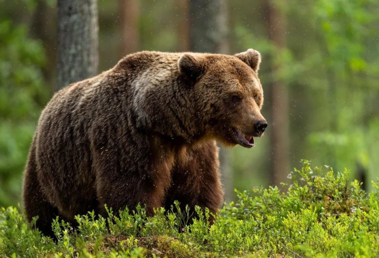 Turiștii s-au întâlnit cu un urs în Canionul Valea lui Stan, chiar la primele scări