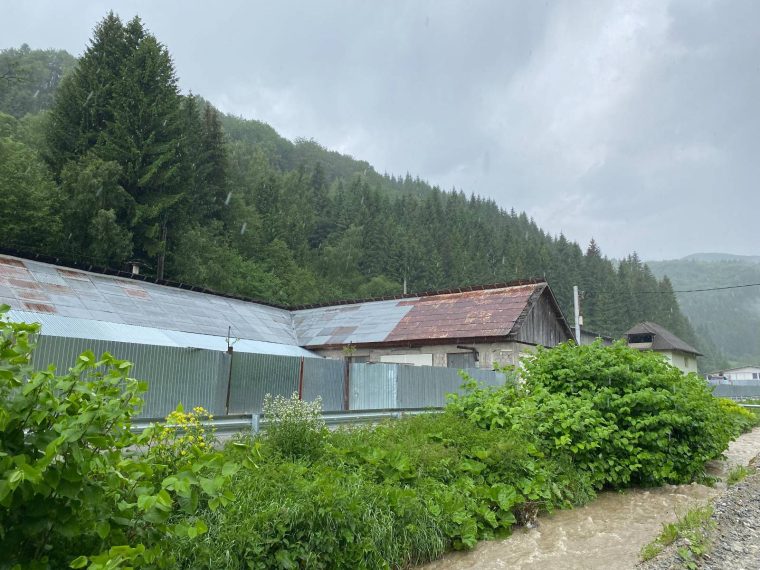 La Rucăr, voluntarii și rangerii vor curăța o zonă afectată de troscotul japonez, o plantă periculoasă