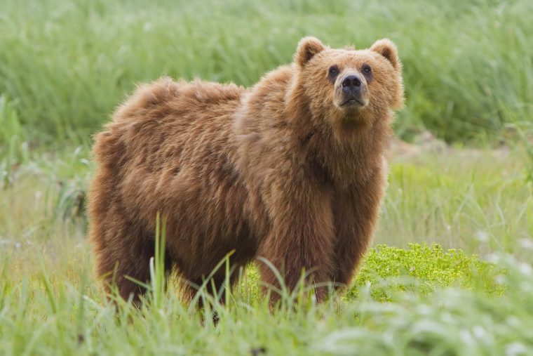 Autoritățile de mediu din Norvegia au anunțat că nu vor mai împușca ursoaica implicată într-un atac asupra unui bărbat