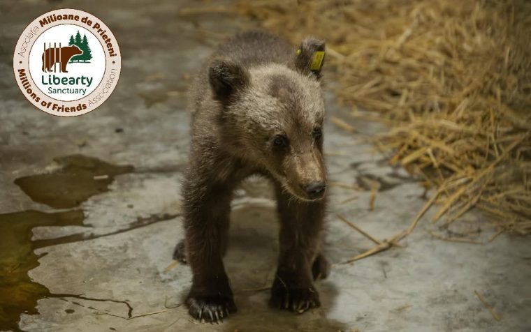 Cereri de adopție pentru Luci, puiul de urs salvat pe Transfăgărășan