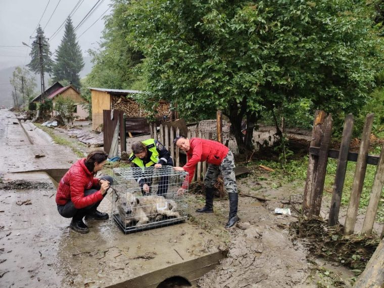 Intervenții în sprijinul animalelor, în zonele afectate de inundații din Broșteni, Suceava