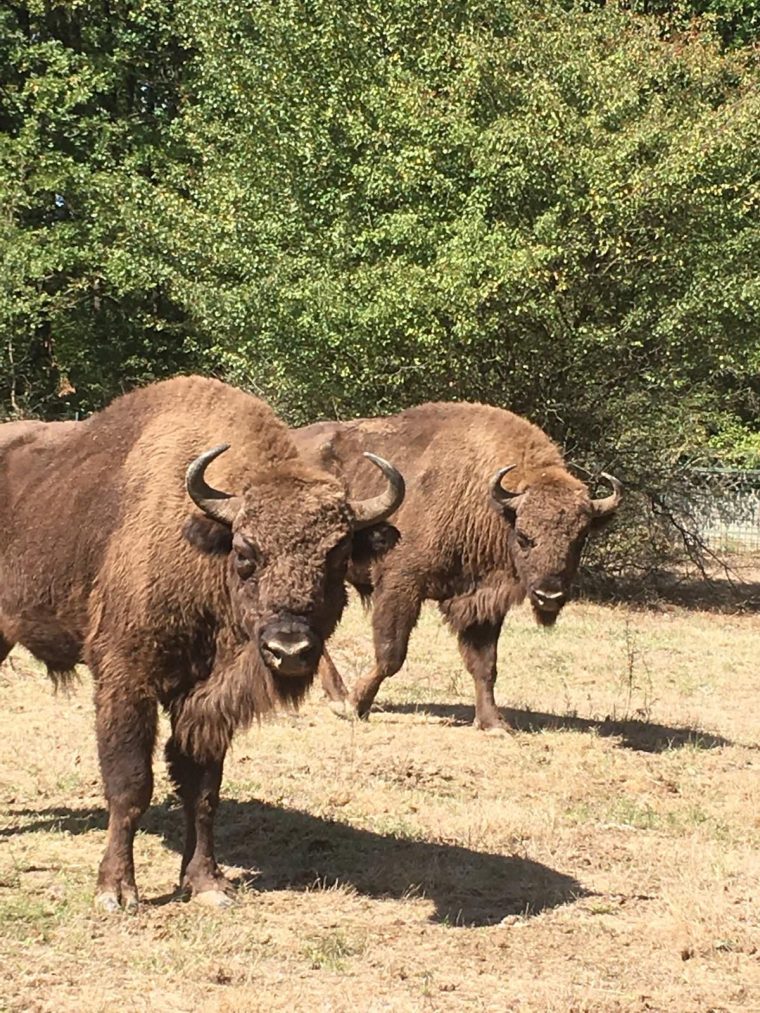 Intrare gratuită la Zoo Pitești, sâmbătă, 9 august