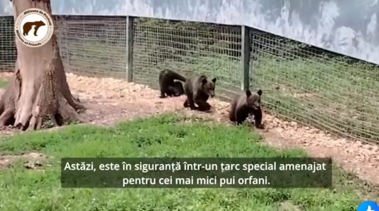 Ce mai face Luci, ursulețul orfan de pe Transfăgărășan
