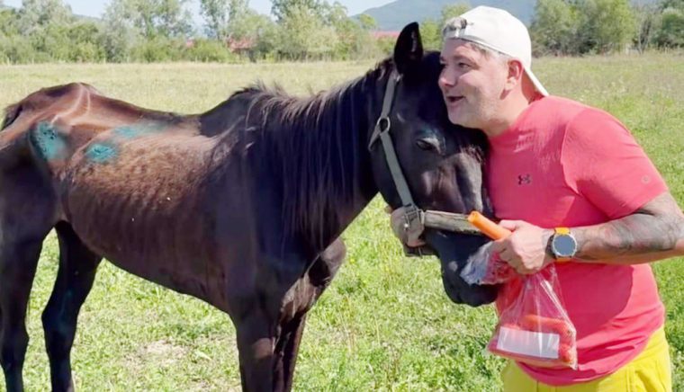 Scarto, un cal bătut, numai piele şi os, salvat de Biroul de Protecţie a Animalelor Argeş