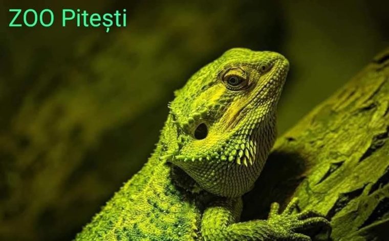Grădina Zoologică Pitești deschisă de Sf.Maria