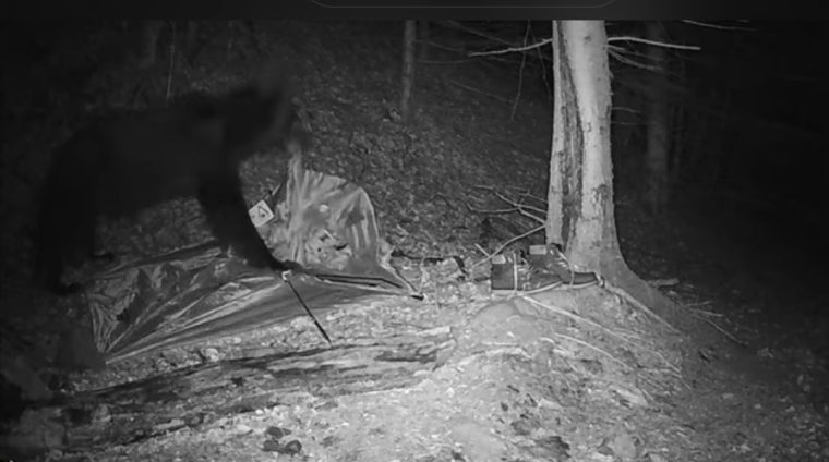 Un urs a distrus un cort în Munții Făgăraș