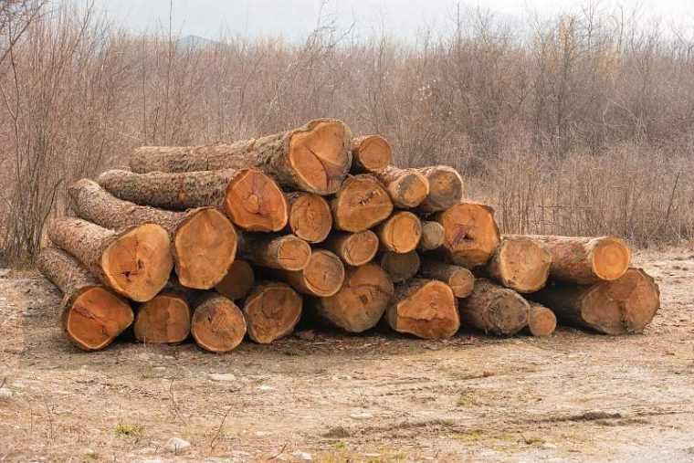 Un nou delict silvic, la Rucăr! Surplus de lemne fără acte, găsite în depozit