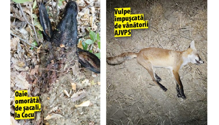 După corupţia la iepuri, corupţia la potârnichi extermină specia