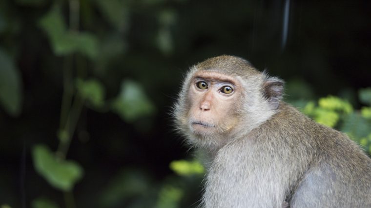 Fetiţă de 4 ani muşcată de o maimuţă la grădina zoologică