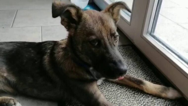 România, pe locul 3 în UE la numărul de gospodării în care trăiește măcar un câine