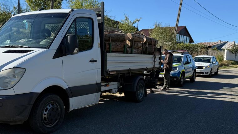Fără permis, transporta lemne furate cu o mașina fără ITP și RCA