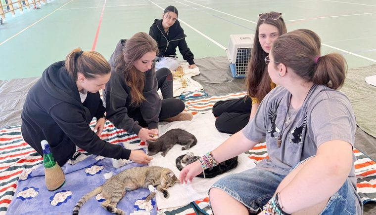 Paşi importanţi pentru sterilizarea animalelor la Budeasa