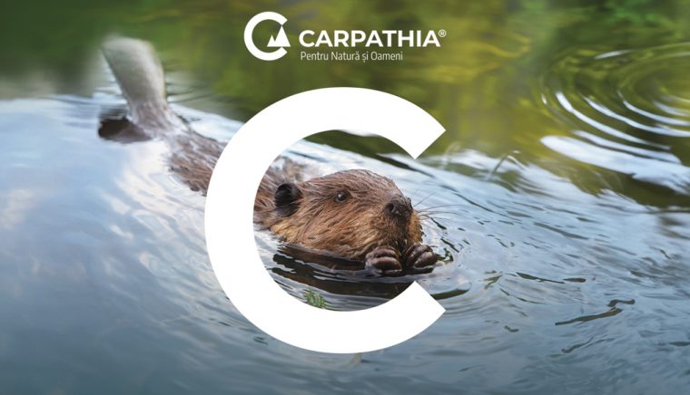 Castorii, arhitecţii invizibili ai râurilor: mituri, adevăruri şi poveşti din natură