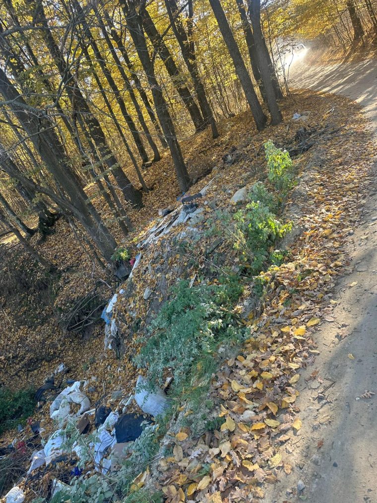 Se face curățenie în Pădurea Trivale! Voluntarii sunt așteptați sâmbătă, 11 octombrie