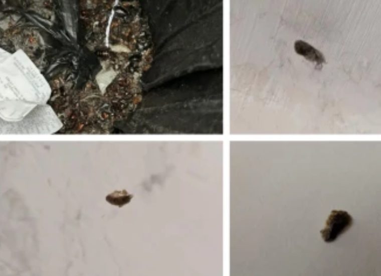 Invazie de ploșnițe în sălile de curs de la Arhitectură