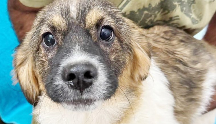 Sterilizare gratuită a animalelor de companie la Curtea de Argeş