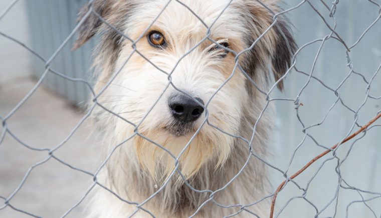 Federaţia Naţională pentru Protecţia Animalelor – FNPA: Primarii pot răspunde penal pentru eutanasierea câinilor în adăposturile private ale firmelor şi asociaţiilor cu care au încheiat contracte de capturare