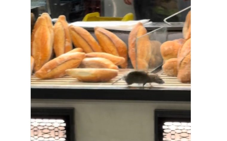 VIDEO Șobolan surprins într-o brutărie din Capitală, unitatea sancționată și închisă temporar