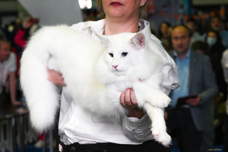 Superbul Wild Forest’s Nordri, născut în România, desemnat cel mai frumos motan din lume