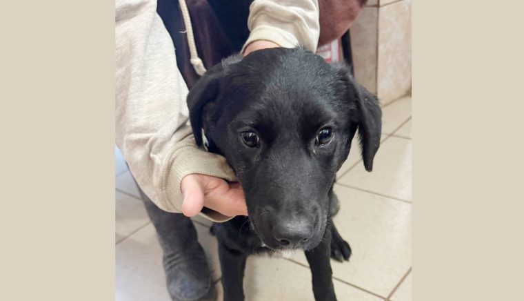 O nouă campanie gratuită de sterilizare pentru câini şi pisici la Curtea de Argeş