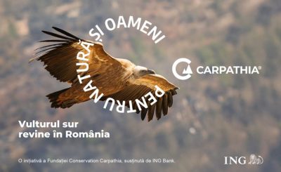Fundatia-Conservation-Carpathia-aduce-vulturul-sur-in-Romania