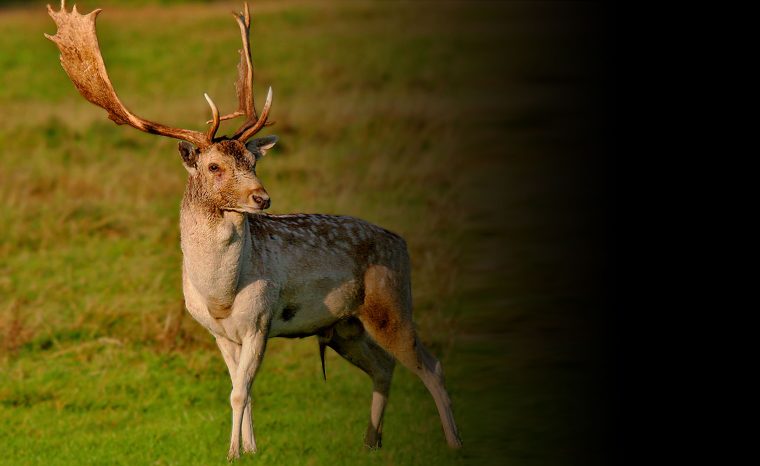 Animalul care revine în pădurile României după aproape 100 de ani