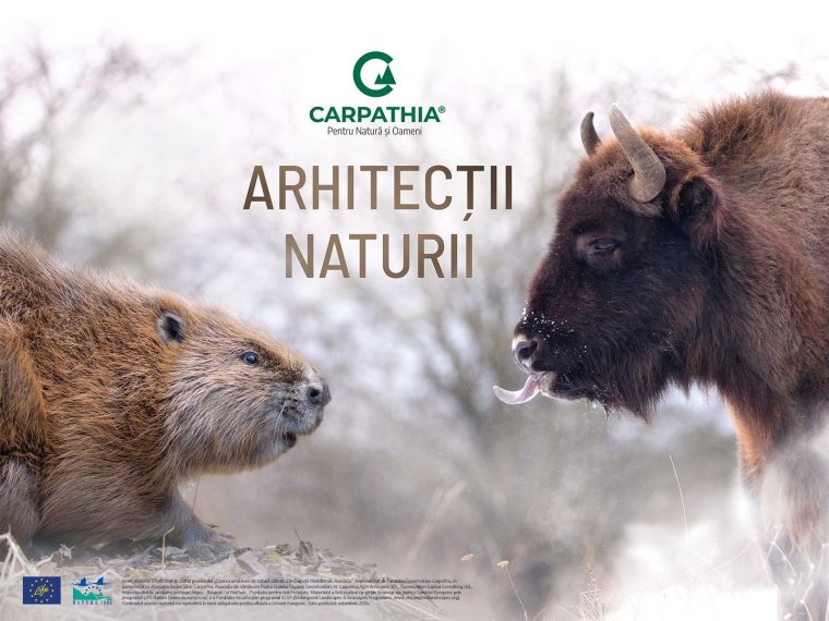 Documentarul „Arhitecții Naturii”, în premieră la TVR 1 în data de 4 decembrie