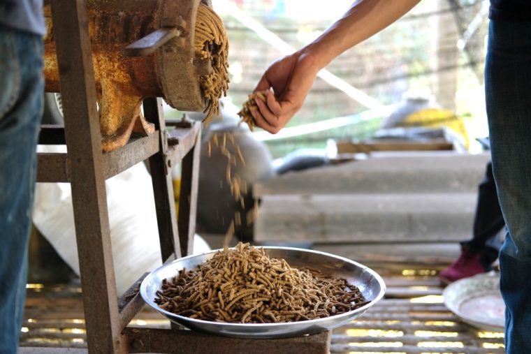 Cum să faci singur furaje granulate pentru găini și porci?