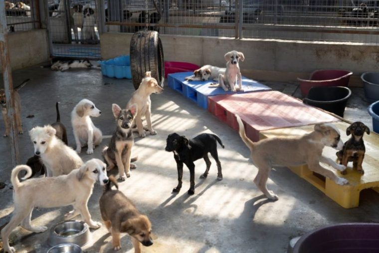 Animale în pericol în Argeș. 115 câini și 21 pisici, duse la adăpost