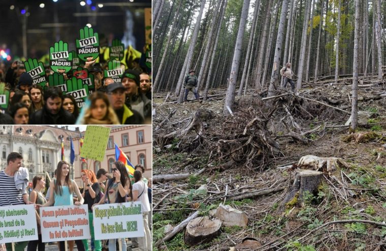 Deși implicarea civică a redus tăierile ilegale, volumul de lemn furat rămâne uriaș