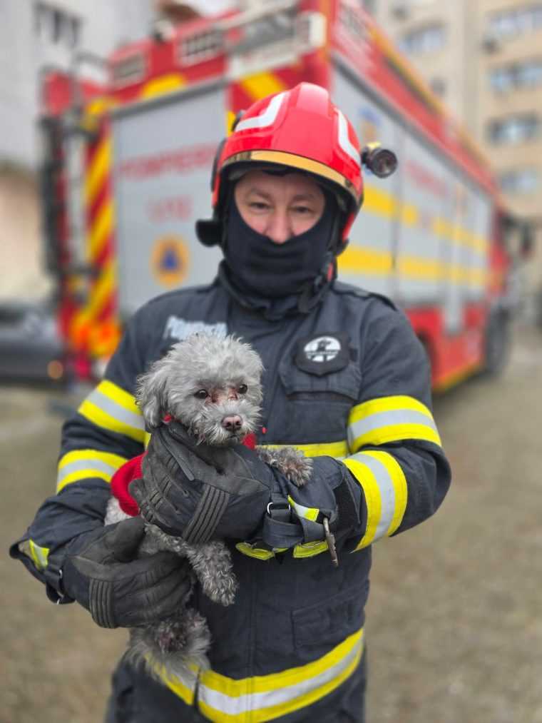 Cum a scăpat viu cățelul Toto din incendiu