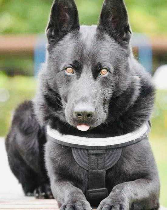 A murit câinele polițist Șuier, emblema MAI