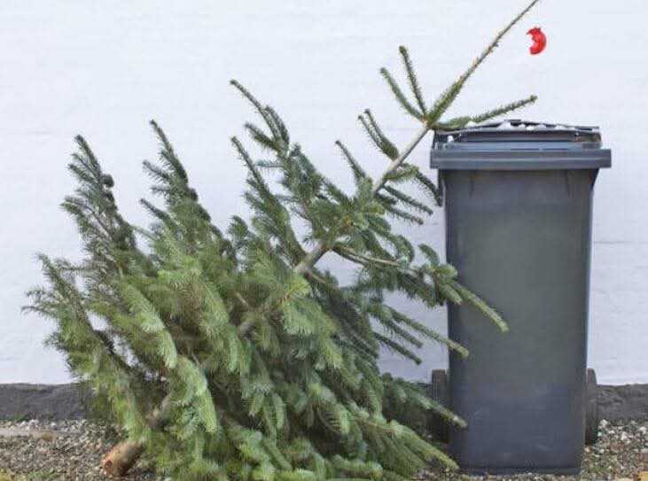 Și în Ștefănești se colectează brazii de Crăciun