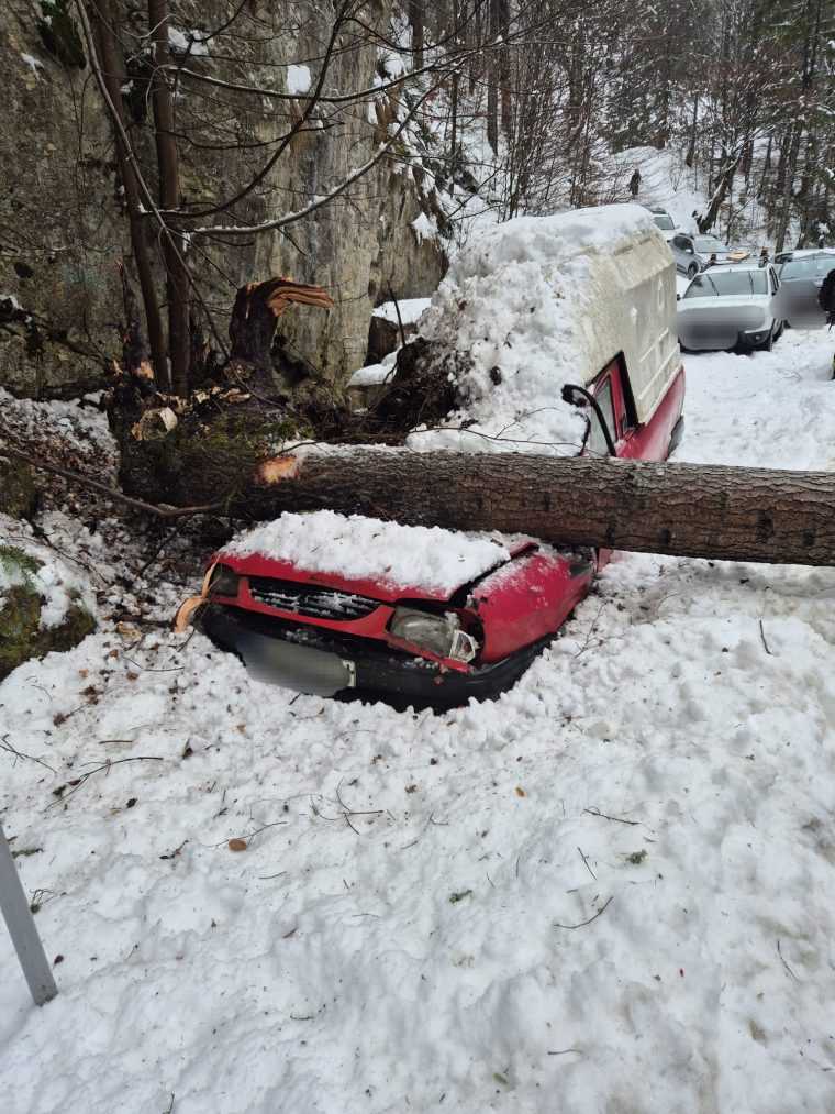 Argeș. Un brad s-a prăbușit pe o mașină