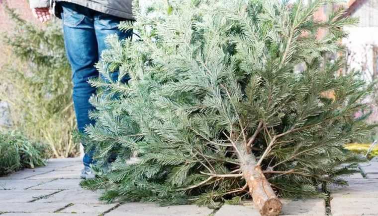La Mioveni se colectează gratuit brazii de Crăciun