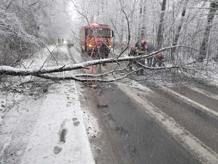 Copac prăbușit în pădurea Trivale, pe drumul spre Găvana