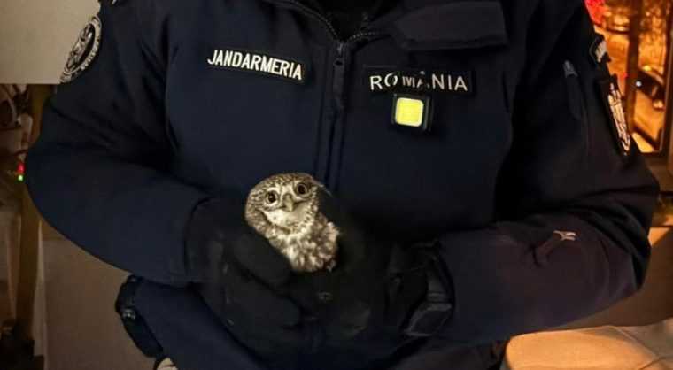 Intervenție a jandarmilor pentru a scoate o bufniţă dintr-o bucătărie